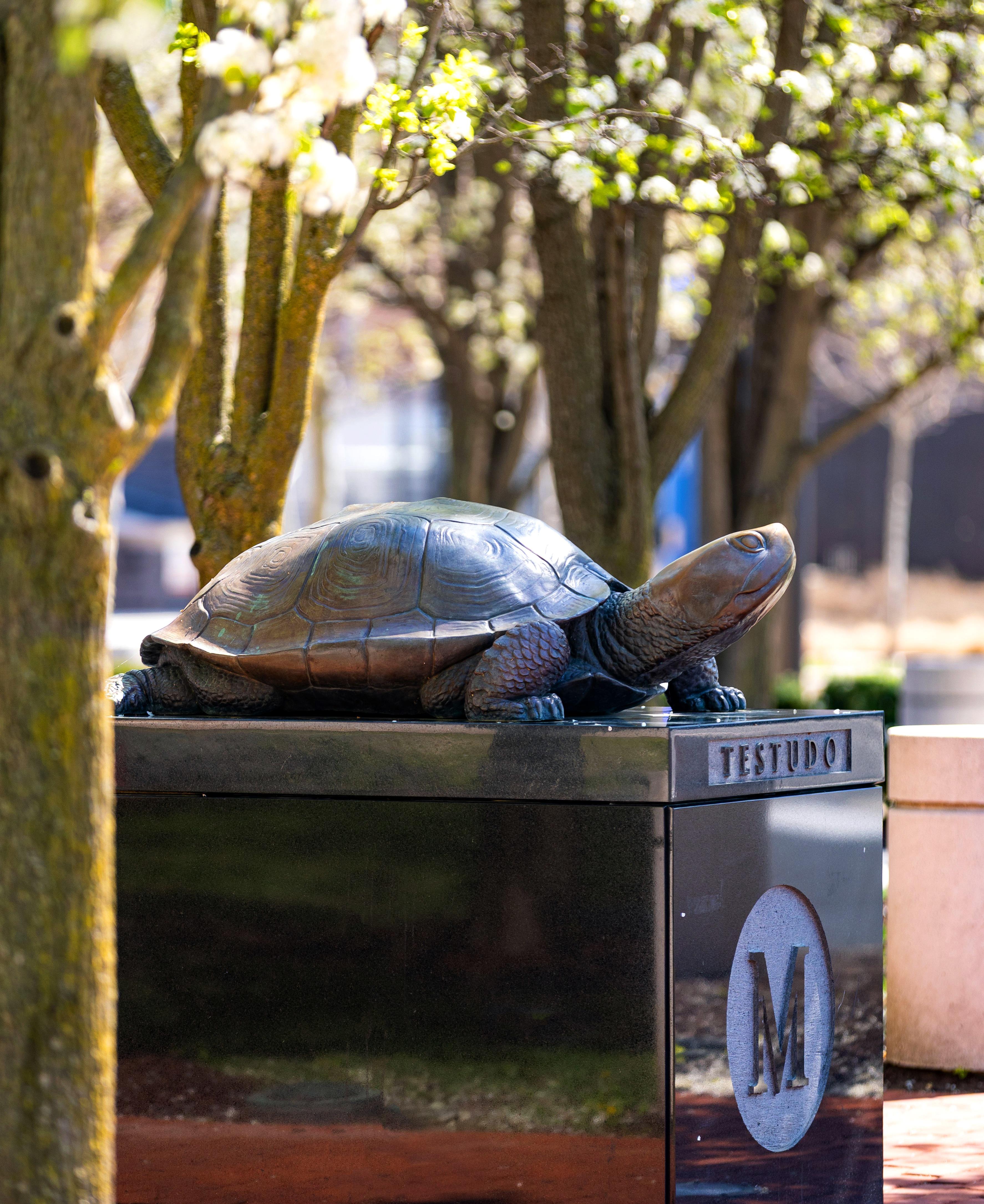 The Testudo statue at Riggs Alumni Center framed by trees in bloom on April 1, 2025.